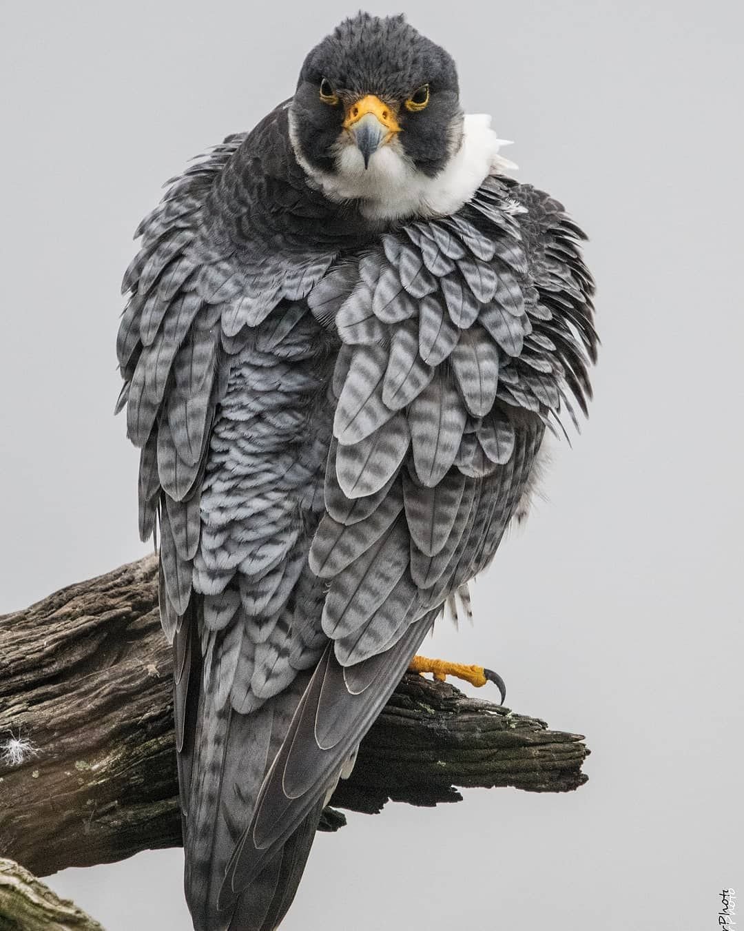 Электропоезда Ласточка Уральские локомотивы