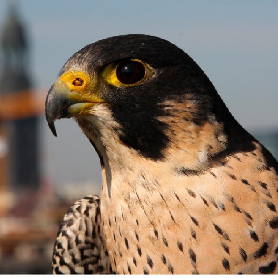 Сапсан вагон купе переговорная