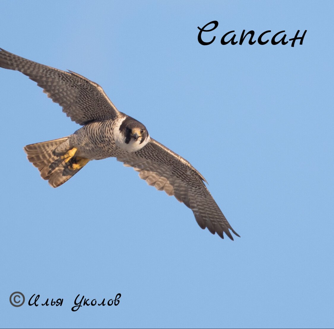 Купе переговорная Сапсан