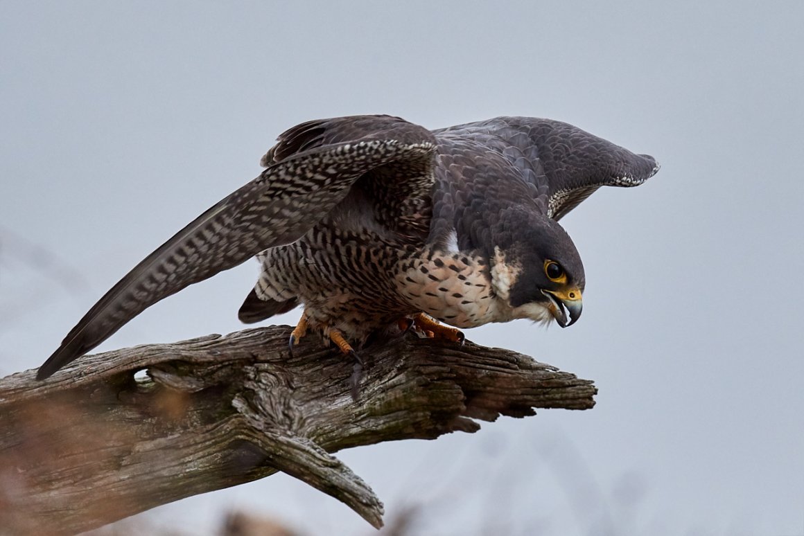 Сапсан птица красивые фото