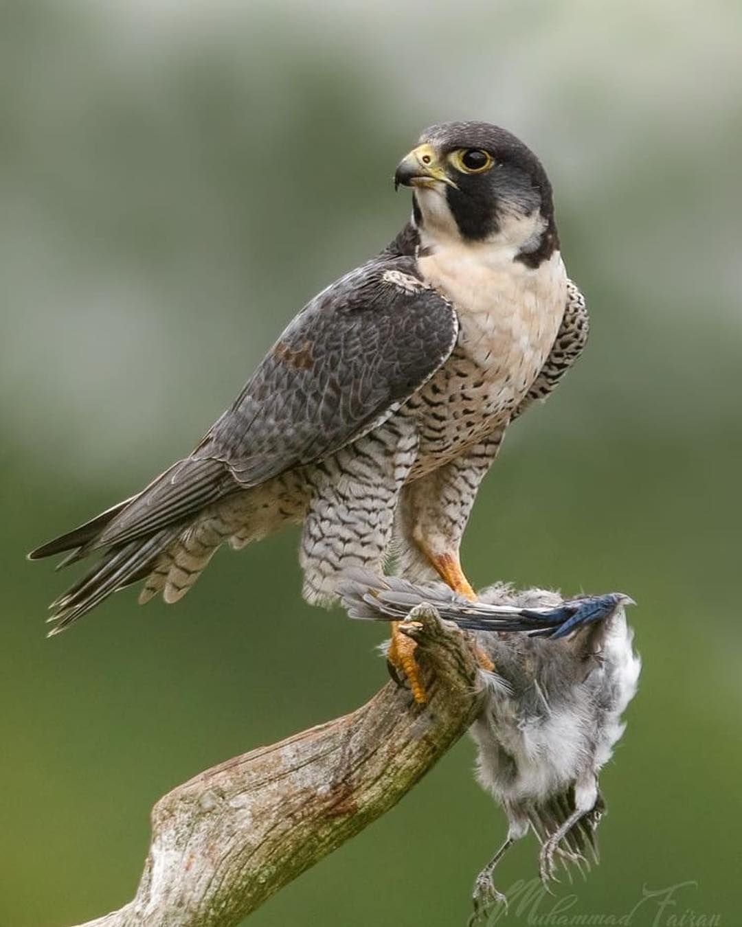 Сапсан птица красивые фото разноцветный