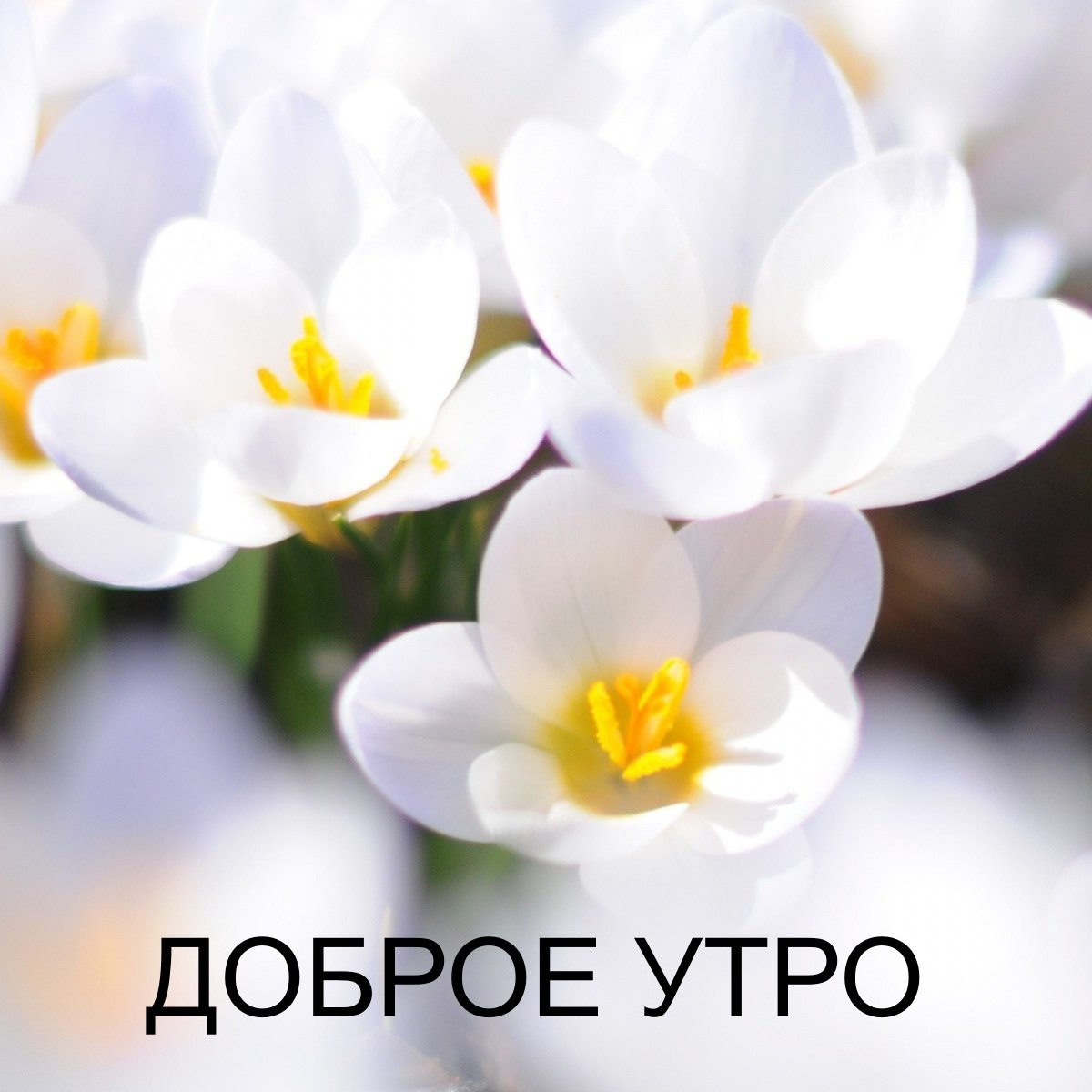 Пусть всегда утро будет добрым