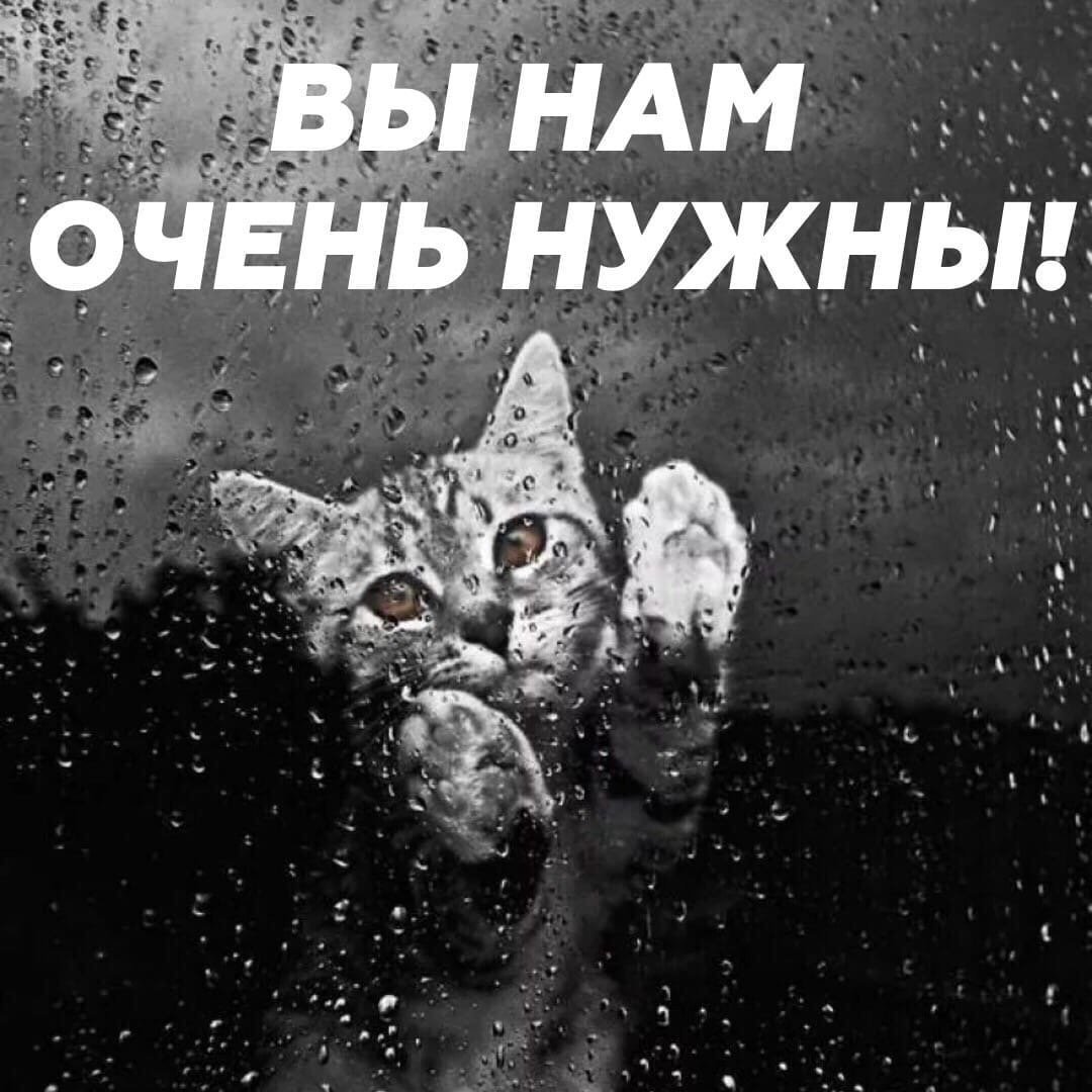 Одинокий кот