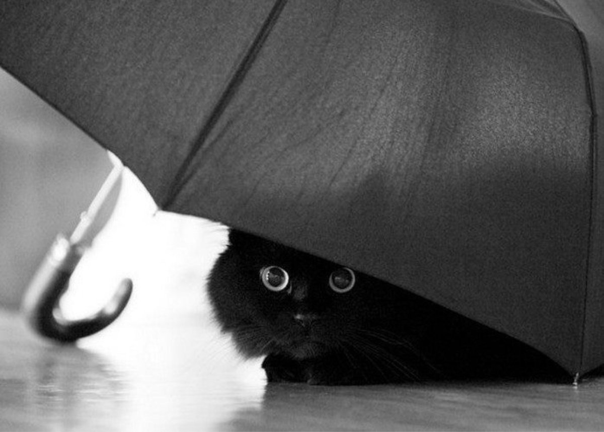 Грустный котенок