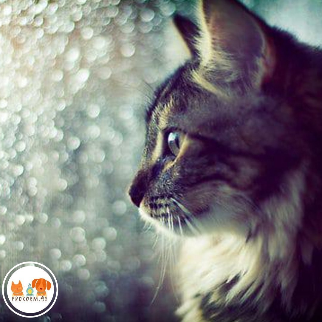 Весенние коты