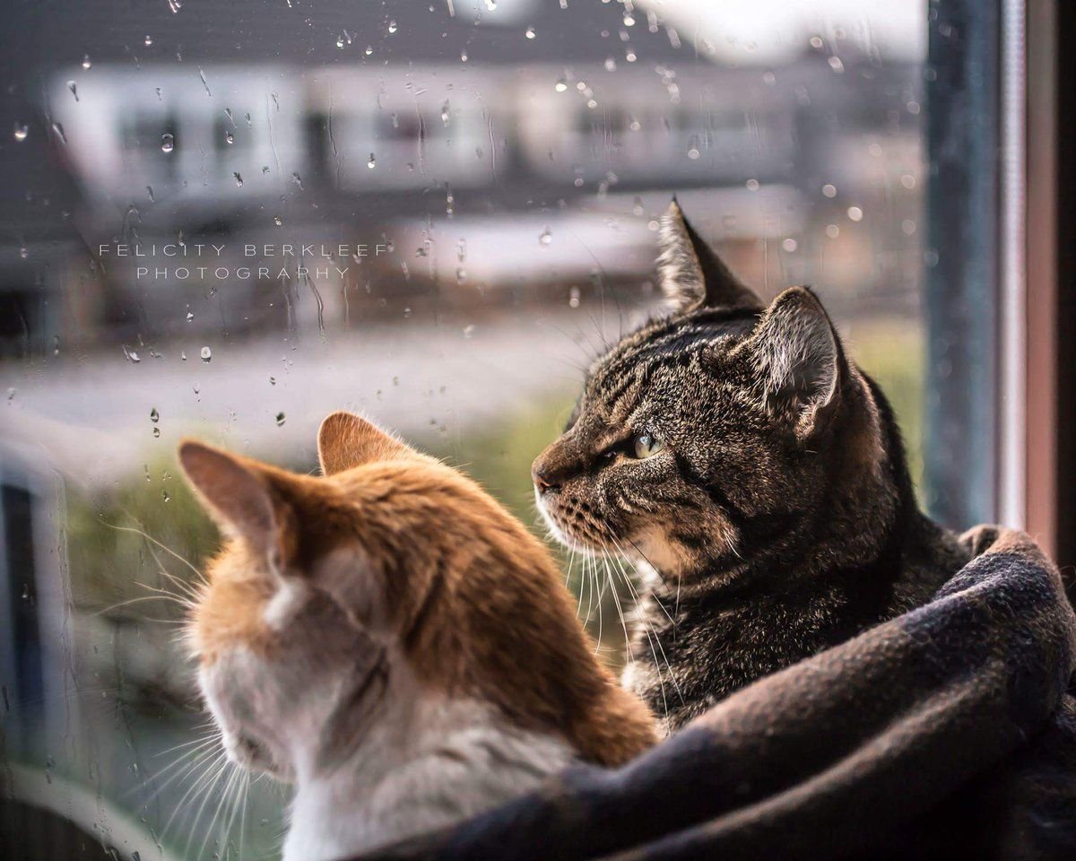 Кот под дождем