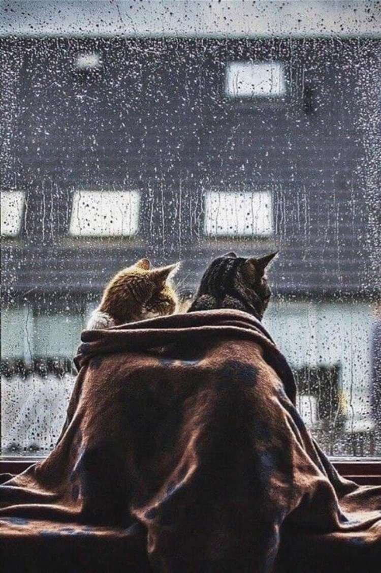 Художник Элеонора Альметьева коты