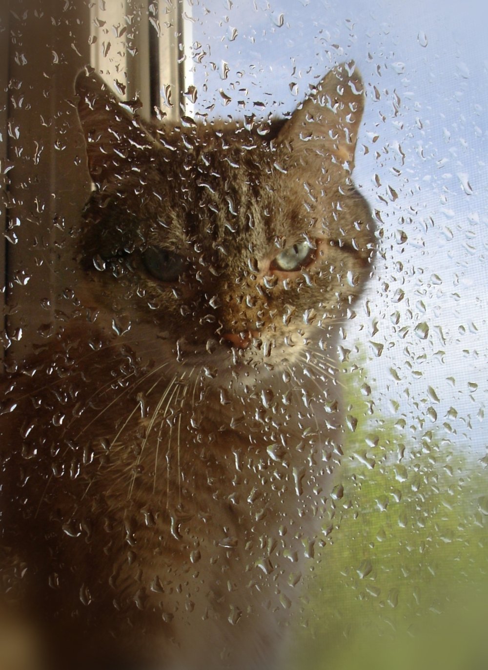 Кошка уходит