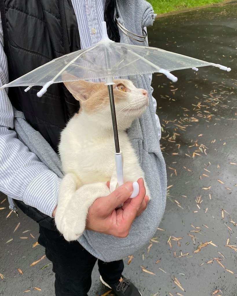 Кот под зонтиком