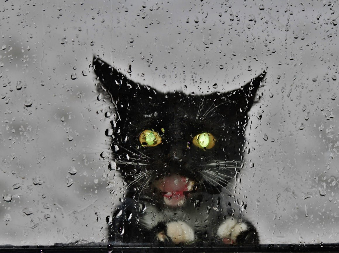 Черный кот под дождем