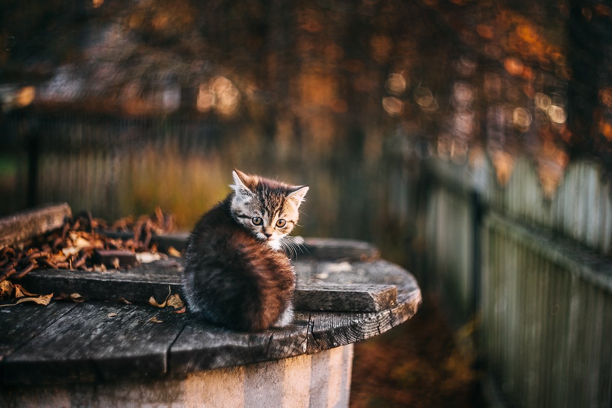 Вася Ложкин осень