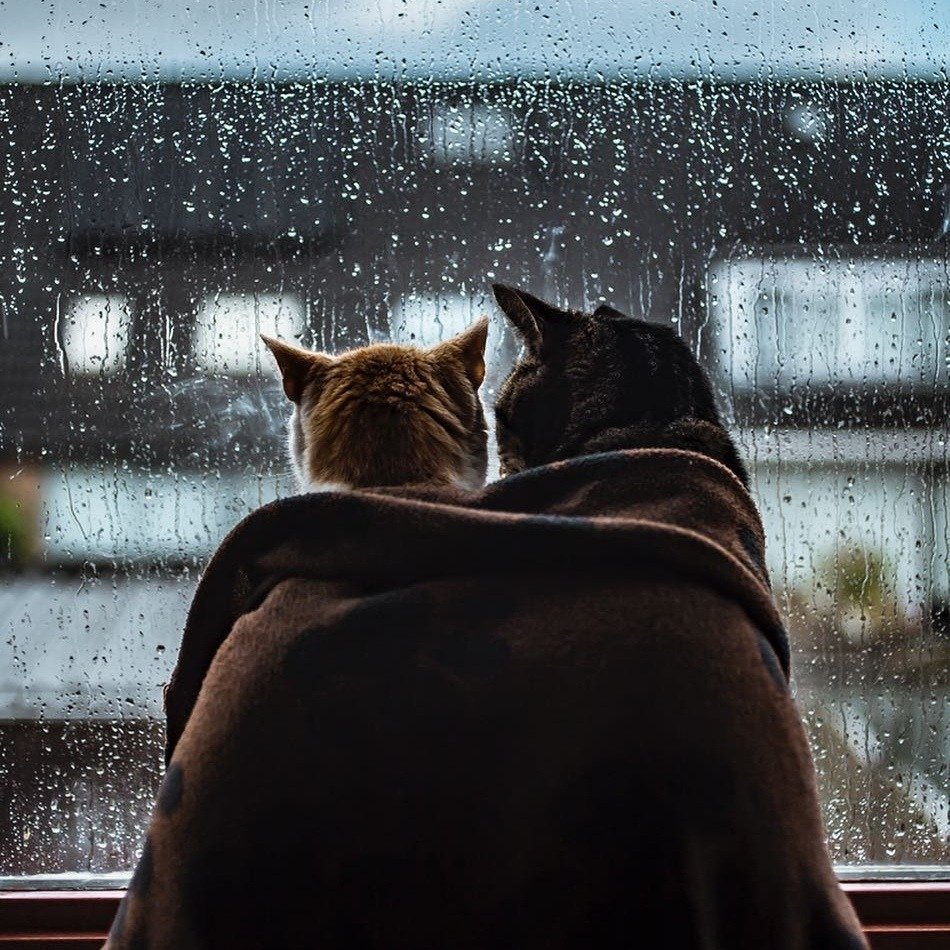 Голубой кот под зонтом