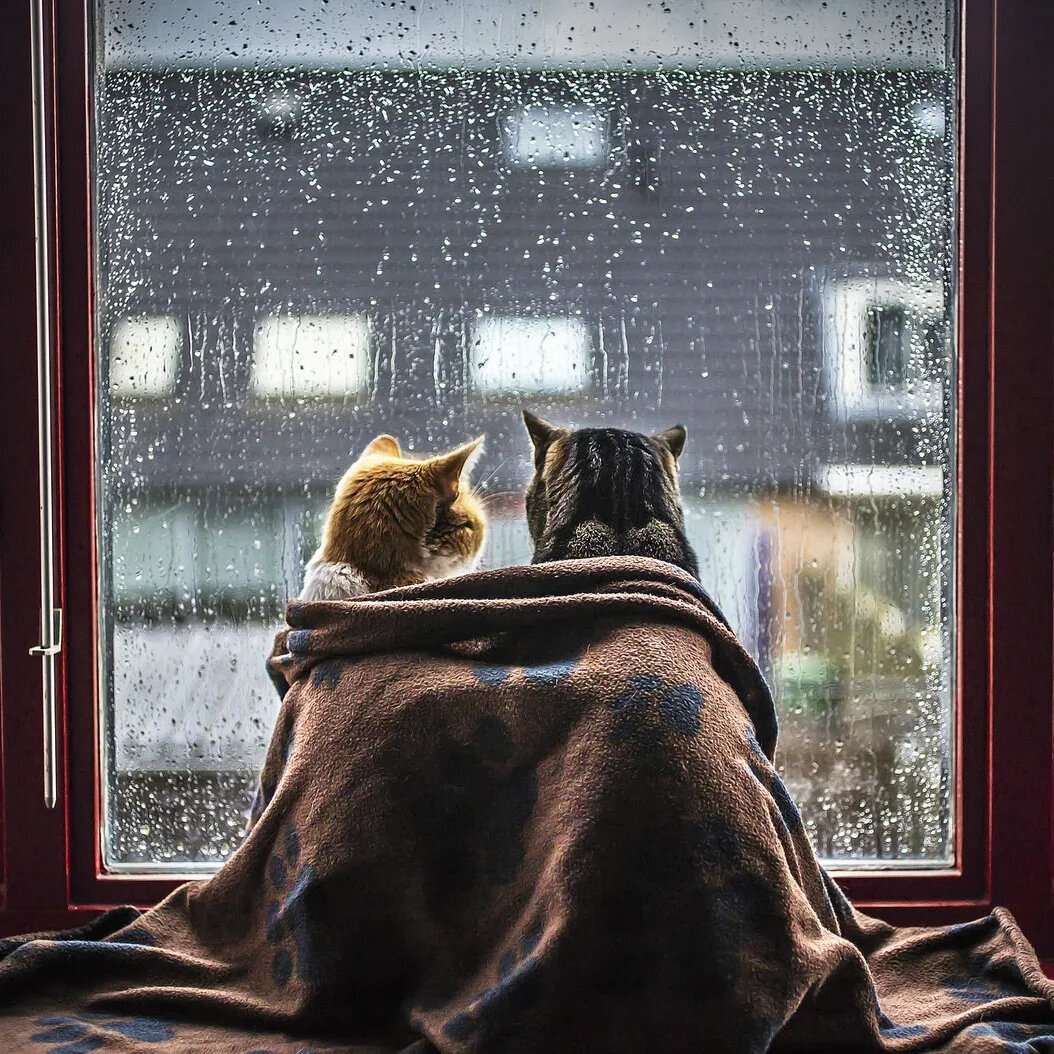 Кот и дождь