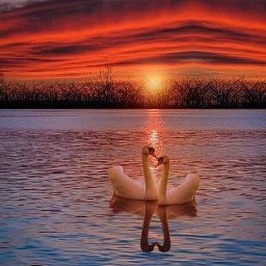 Красота спасет этот мир