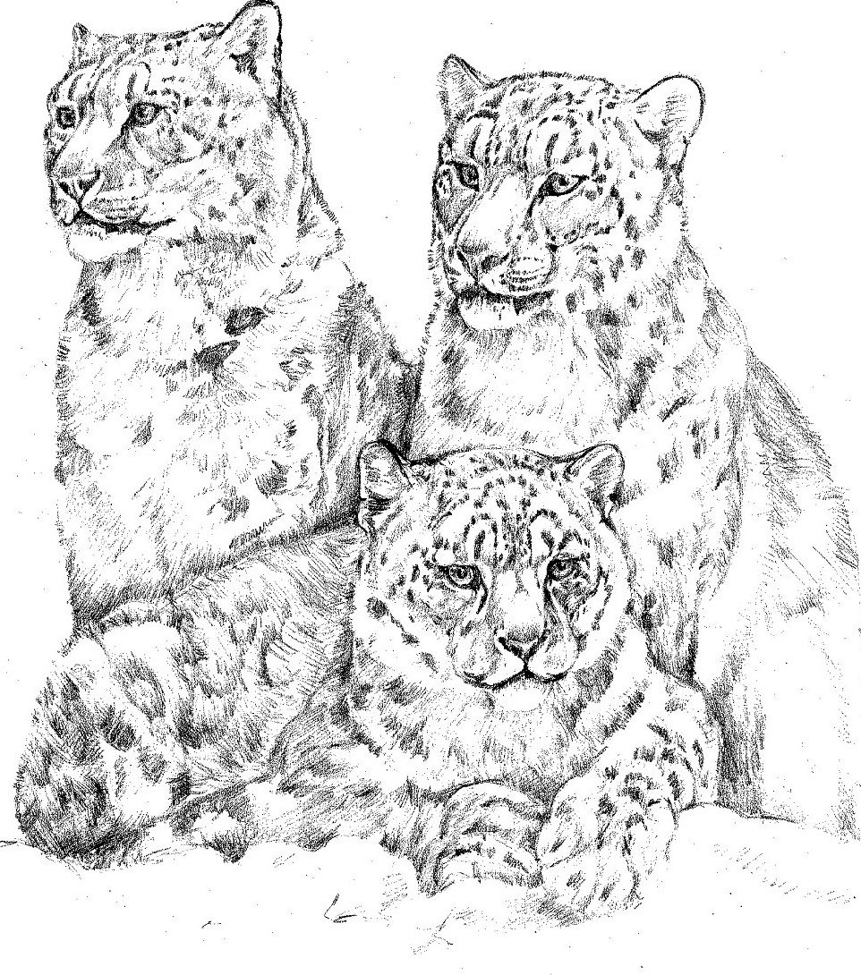 Снежный Барс для разукрашивания