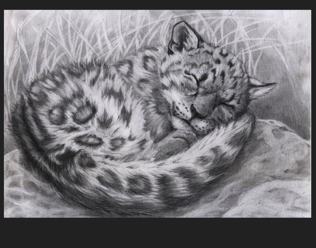 Рисовать ирбиса