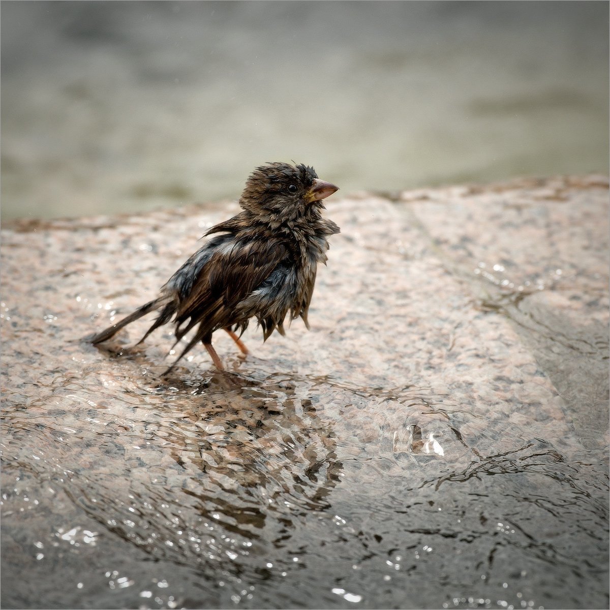 Красивая мокрая курица