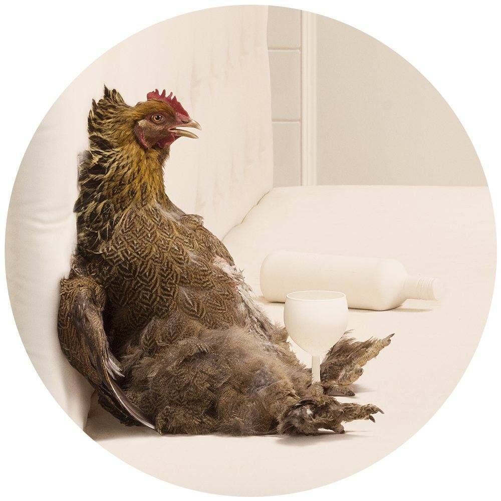 Промокшая курица