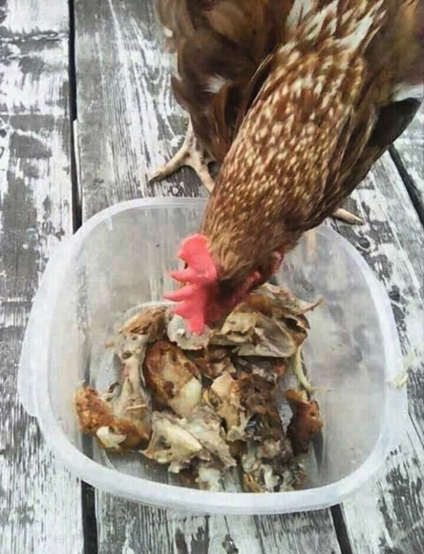 Воронин мокрая Курочка