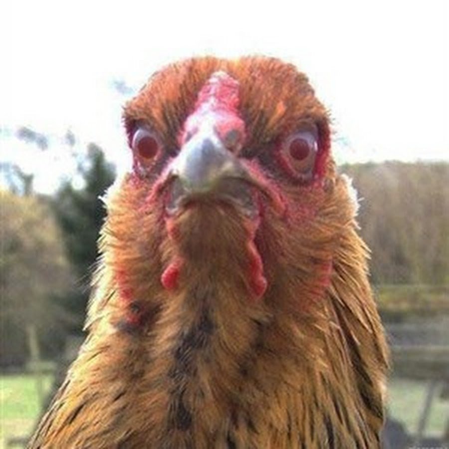 Лысый попугай корелла