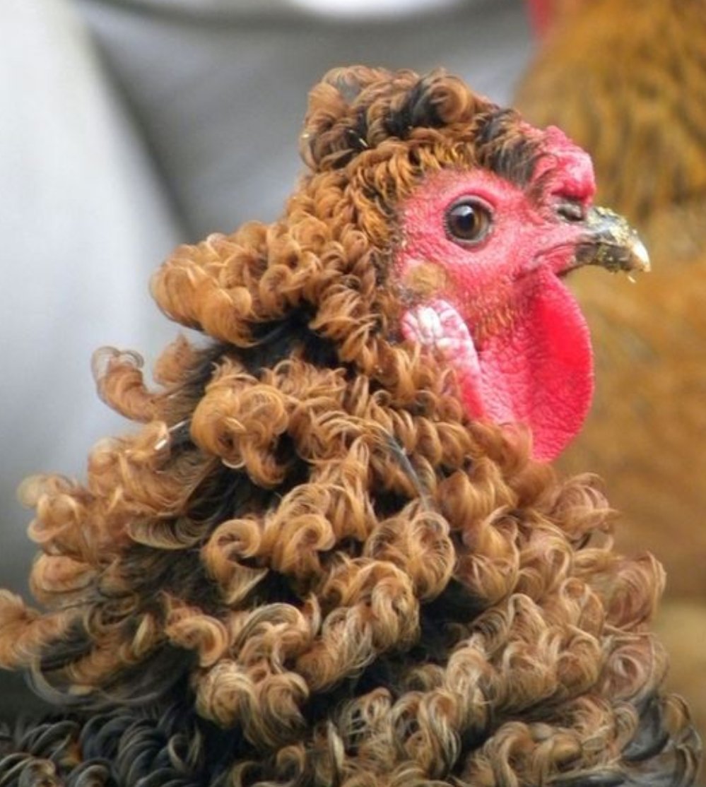 Падуан кучерявый