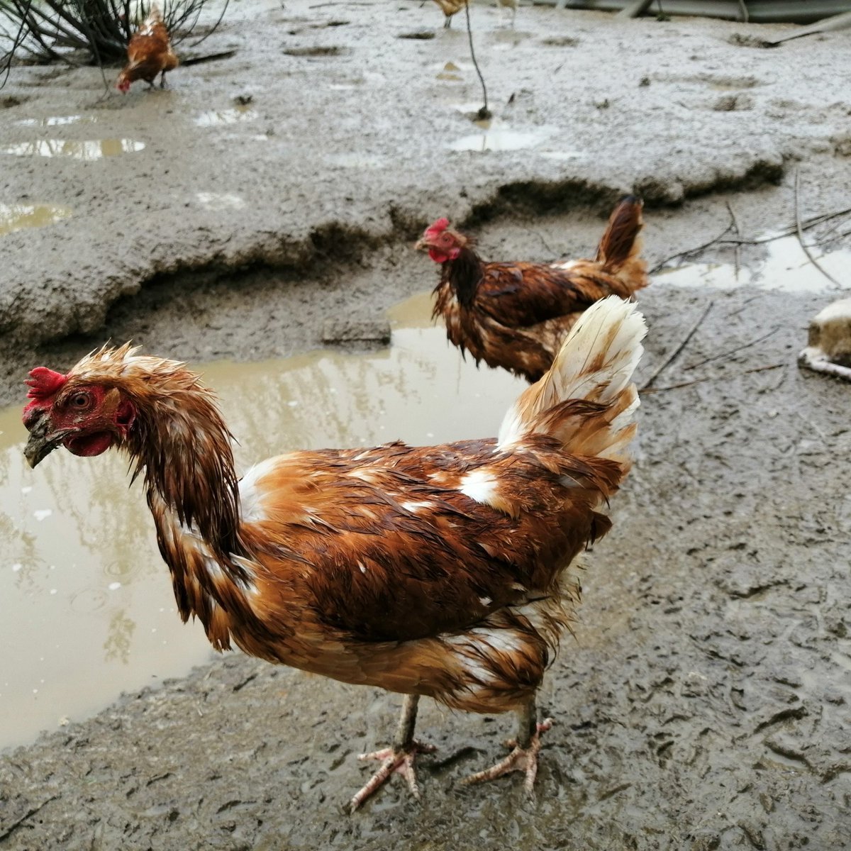 Мокрый цыпленок