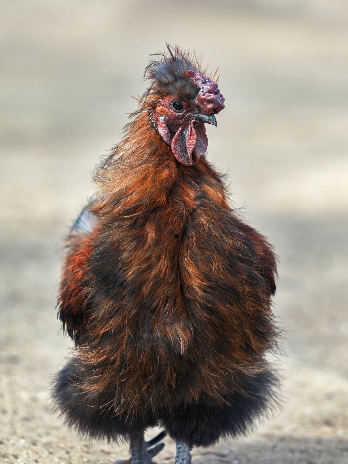 Курчавая Курочка Лоррейн.