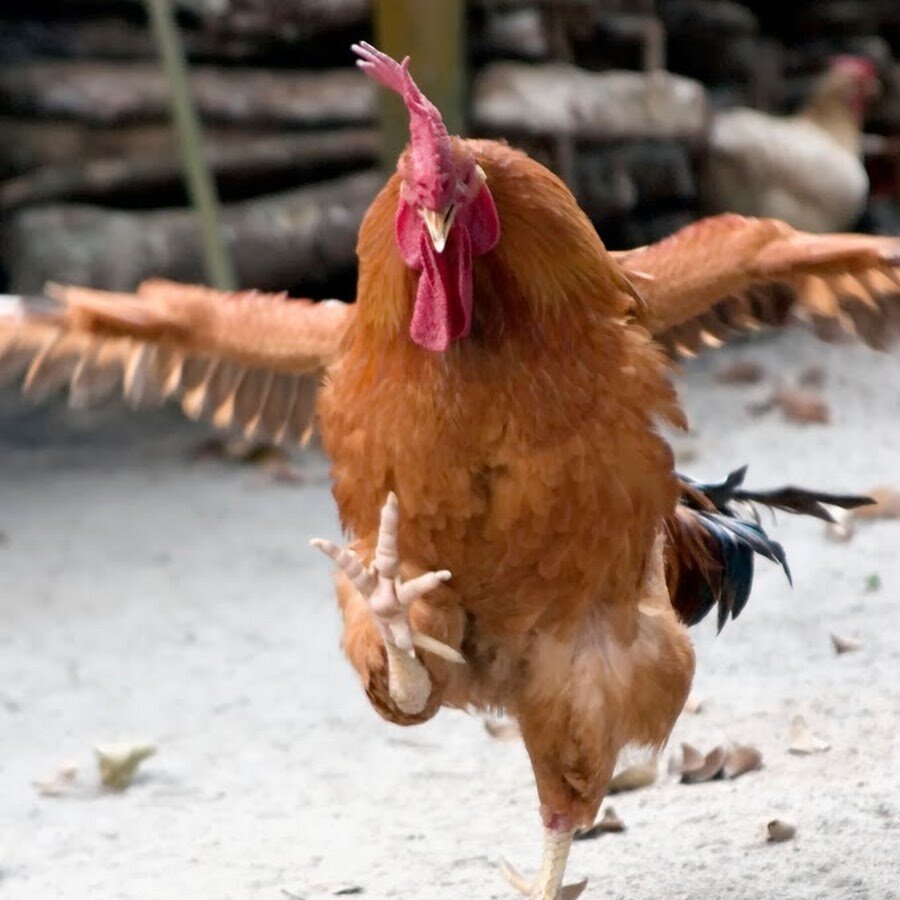 Взъерошенная курица