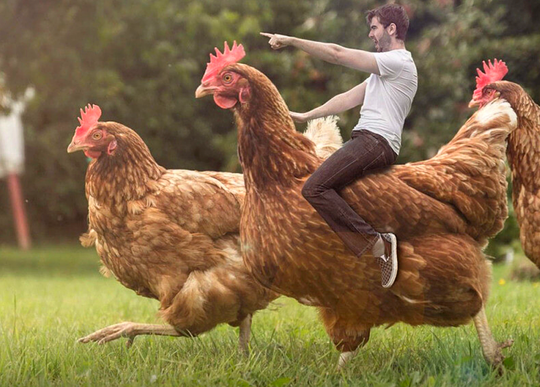 Общипанная курица