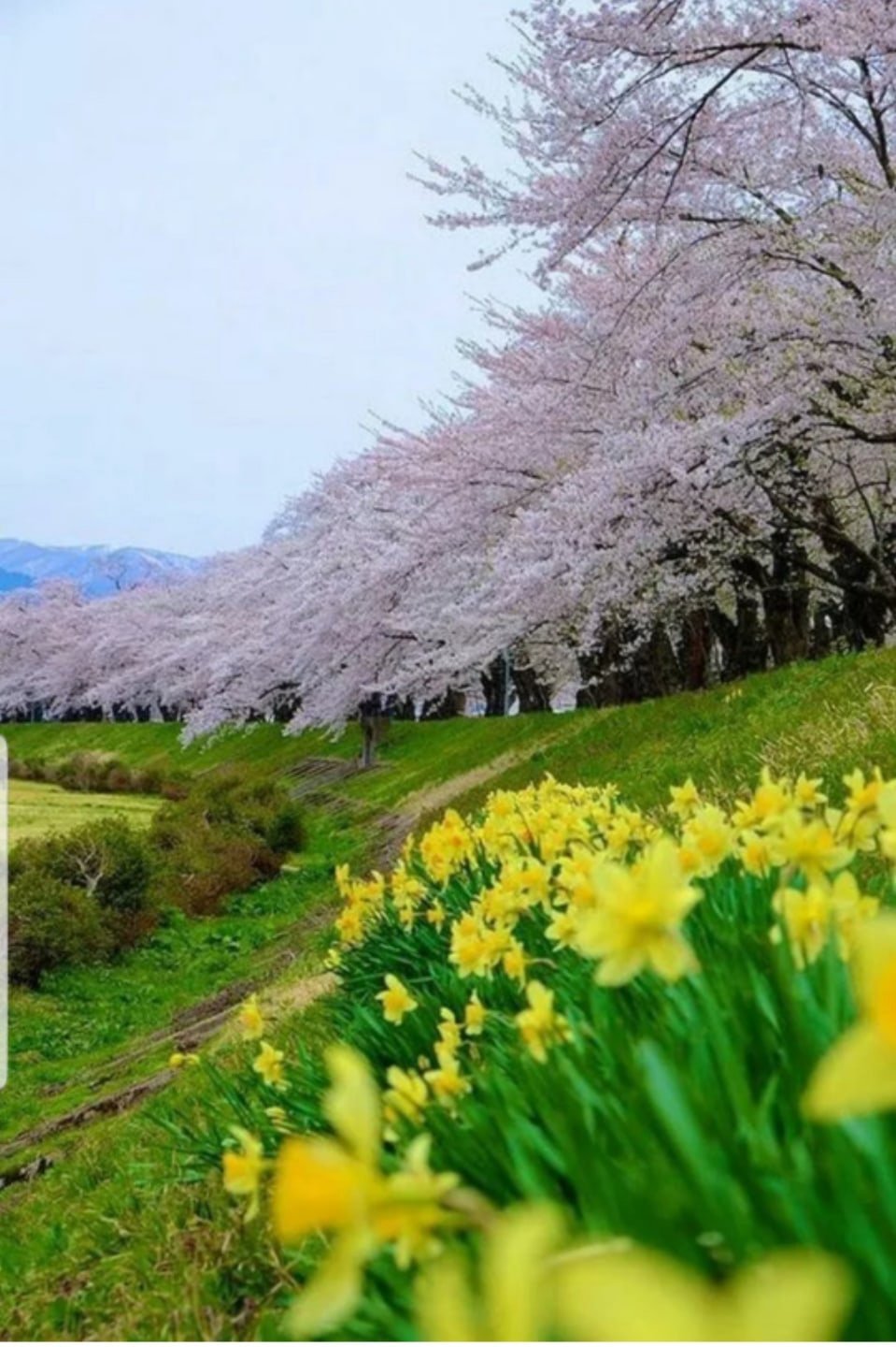 Природа веса