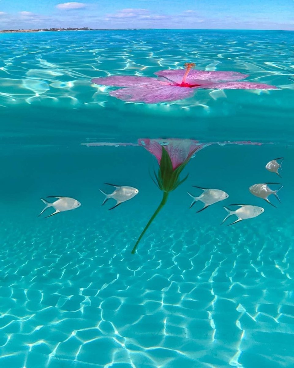 Багамы цветы