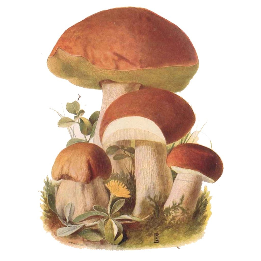 Рисунки грибов