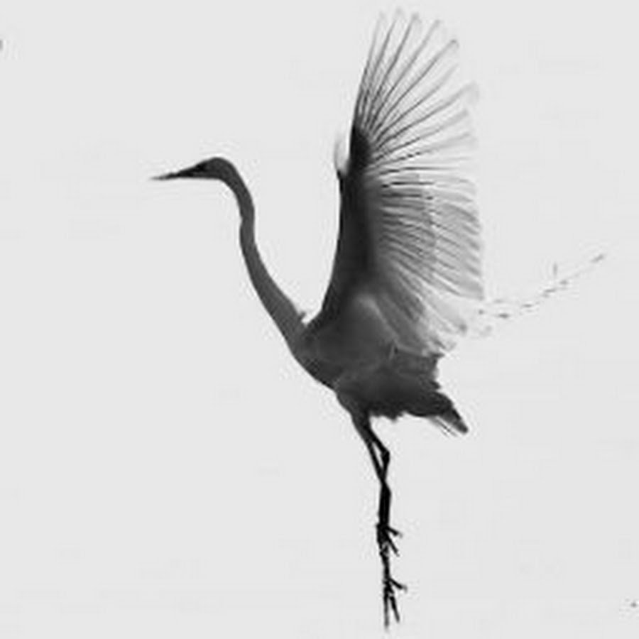 Серый журавль рисунок