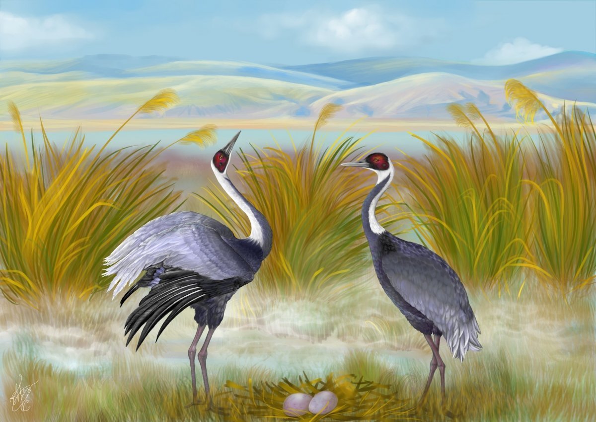 Картинка журавль на прозрачном фоне