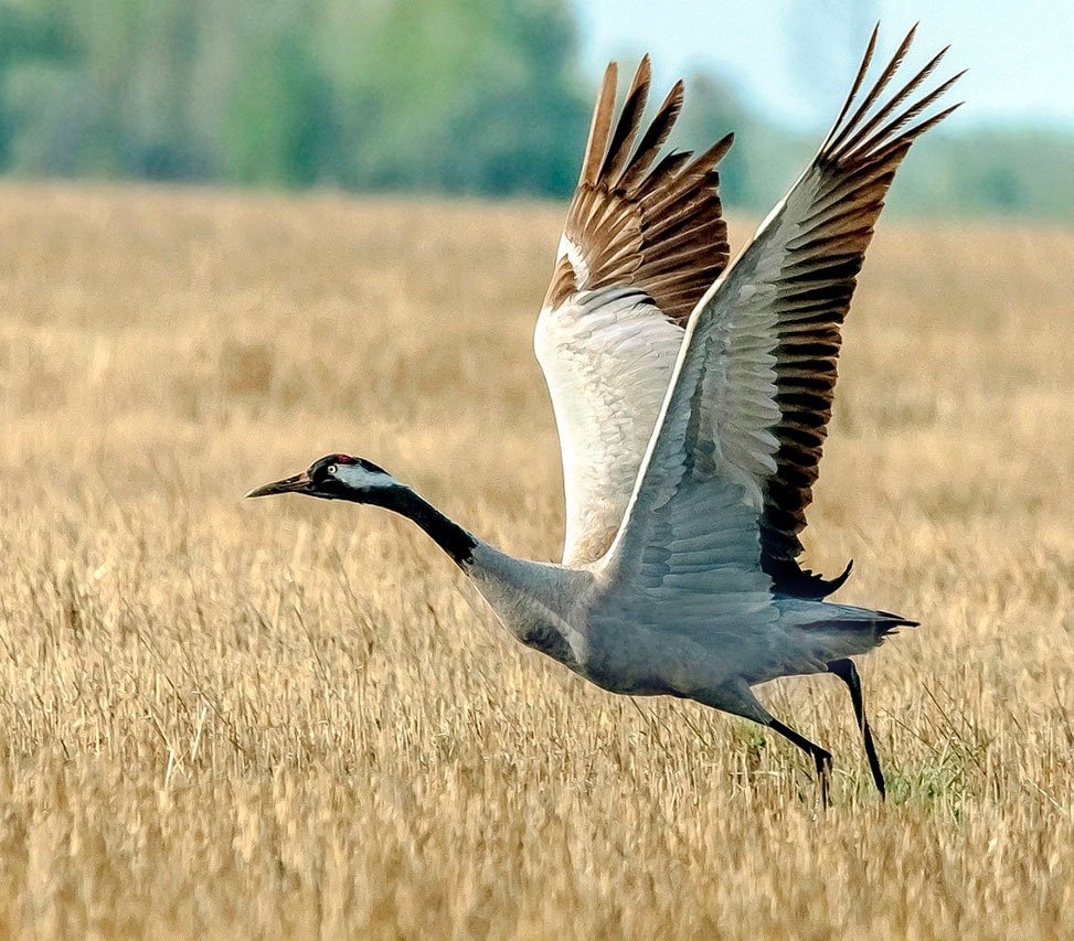 Рисунок журавля в полете для детей