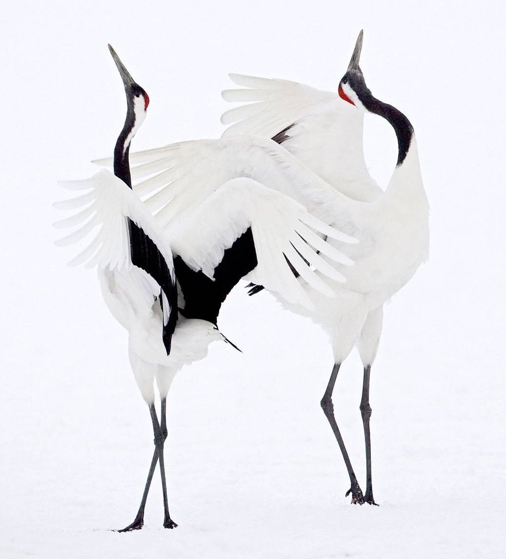 Векторные Журавли