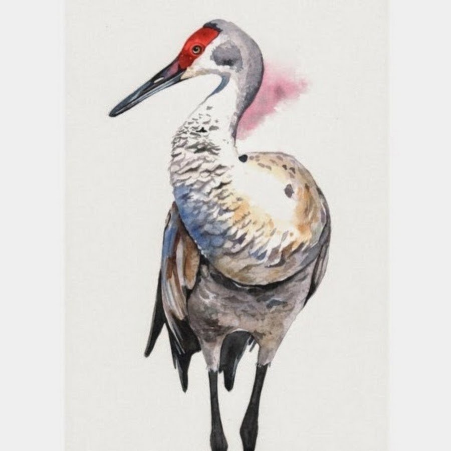 Даурский журавль рисунок карандашом