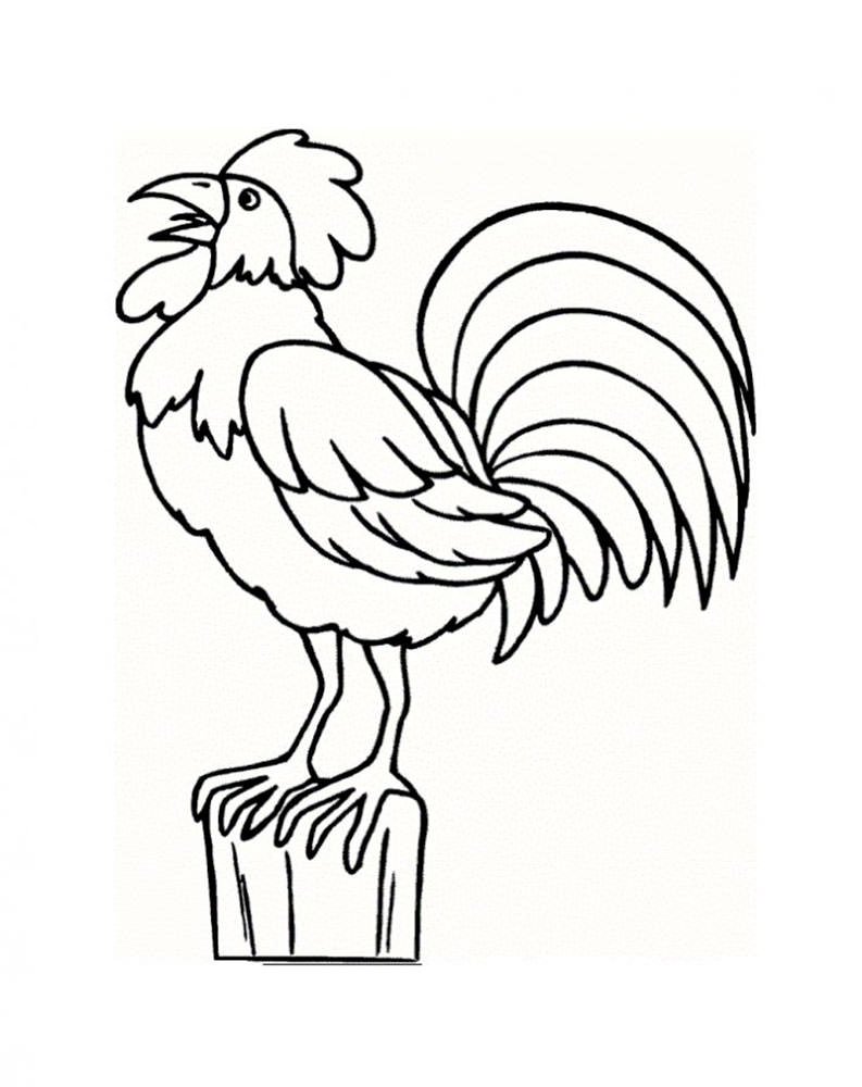 Домашние птицы. Раскраска