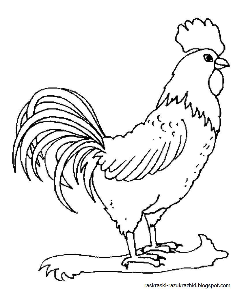 Петух раскраска для детей