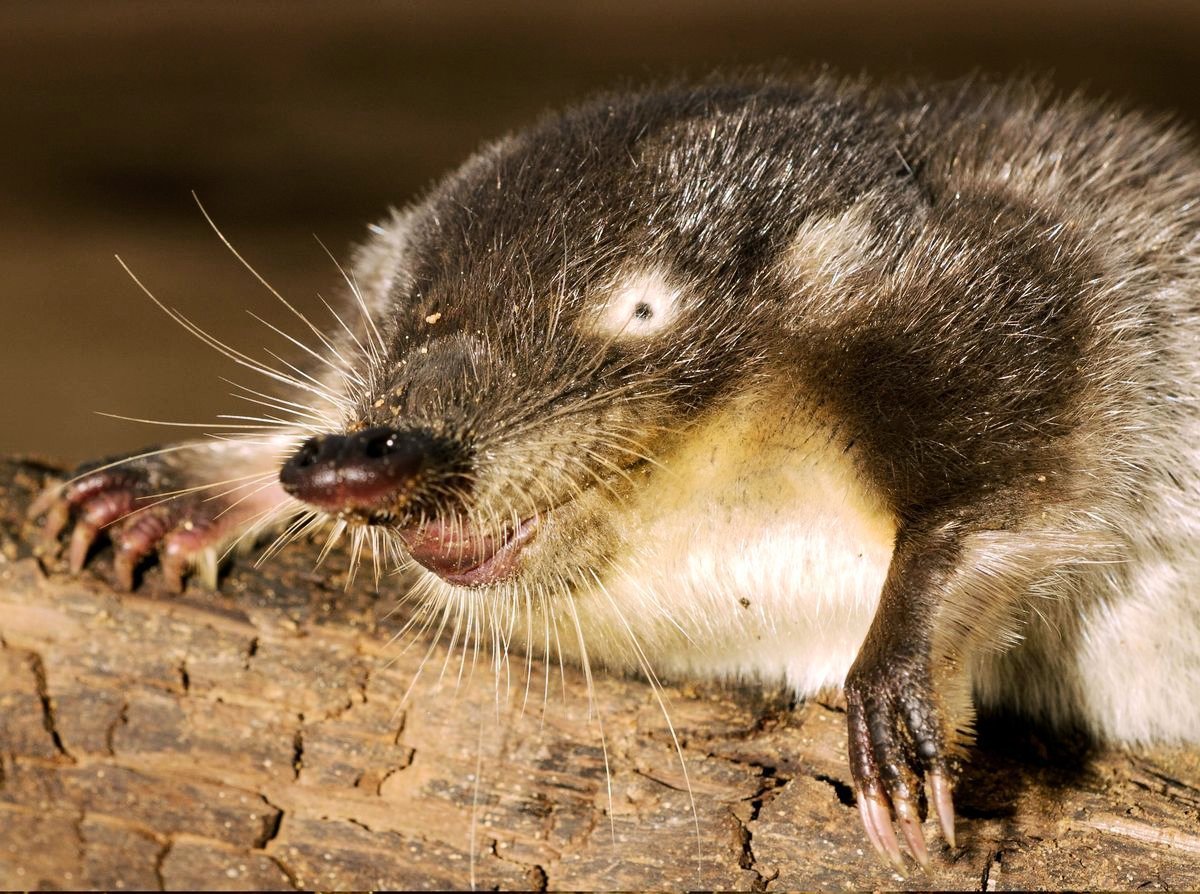 Русская выхухоль