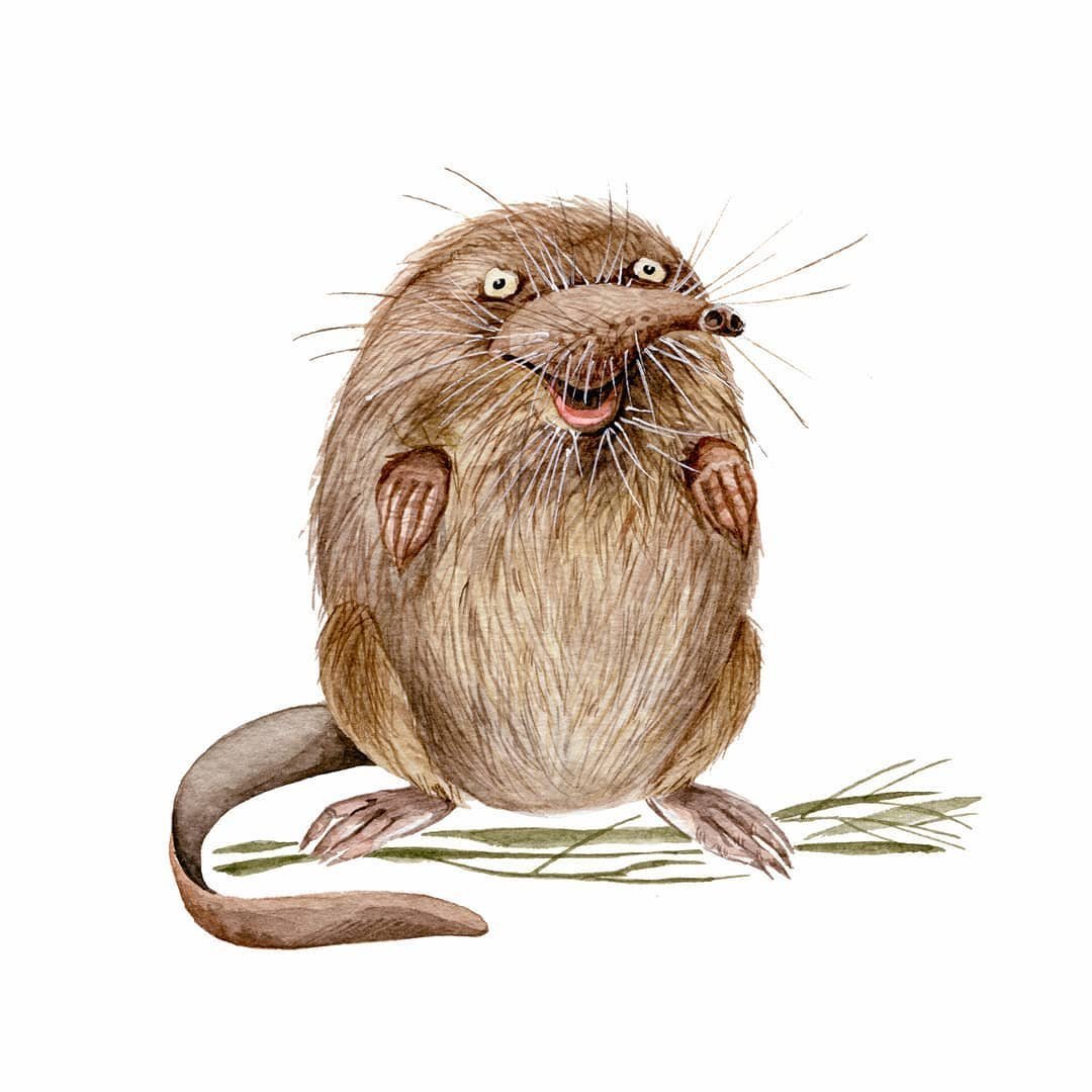 Выхухоль птица