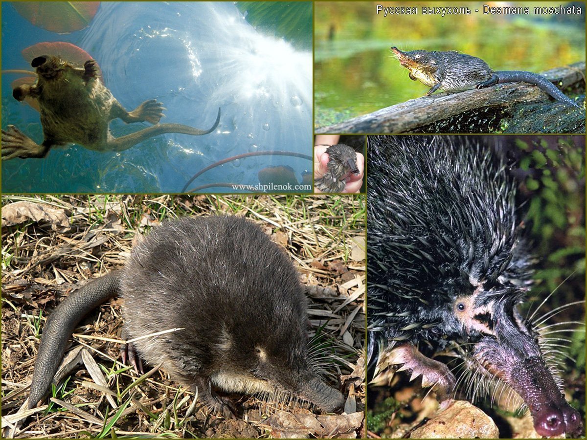 Насекомоядные млекопитающие выхухоль