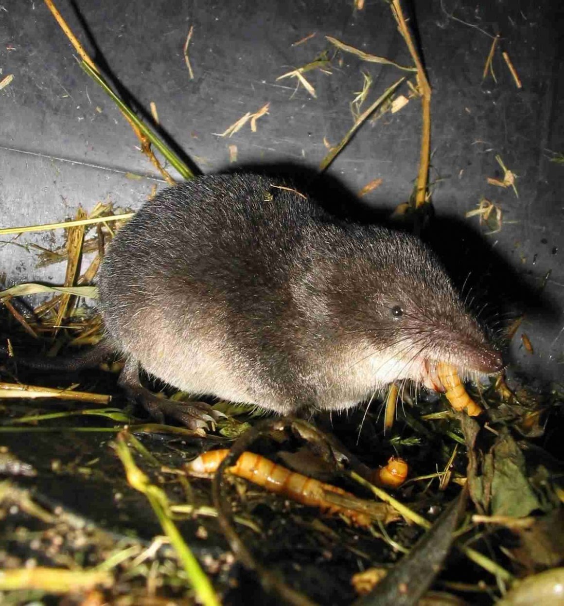 Русская выхухоль