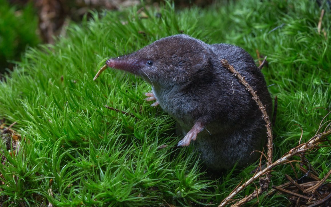Пиренейская выхухоль