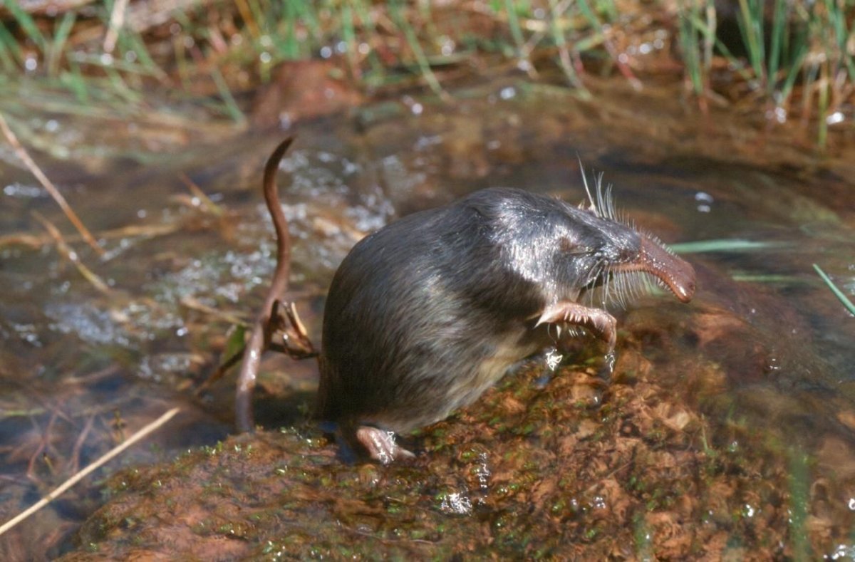 Африканская бородатая выхухоль