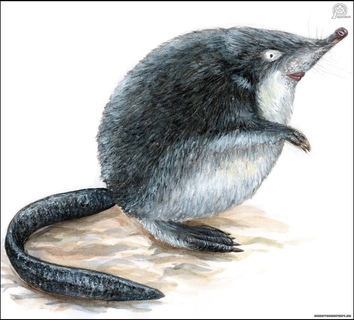 Русская выхухоль