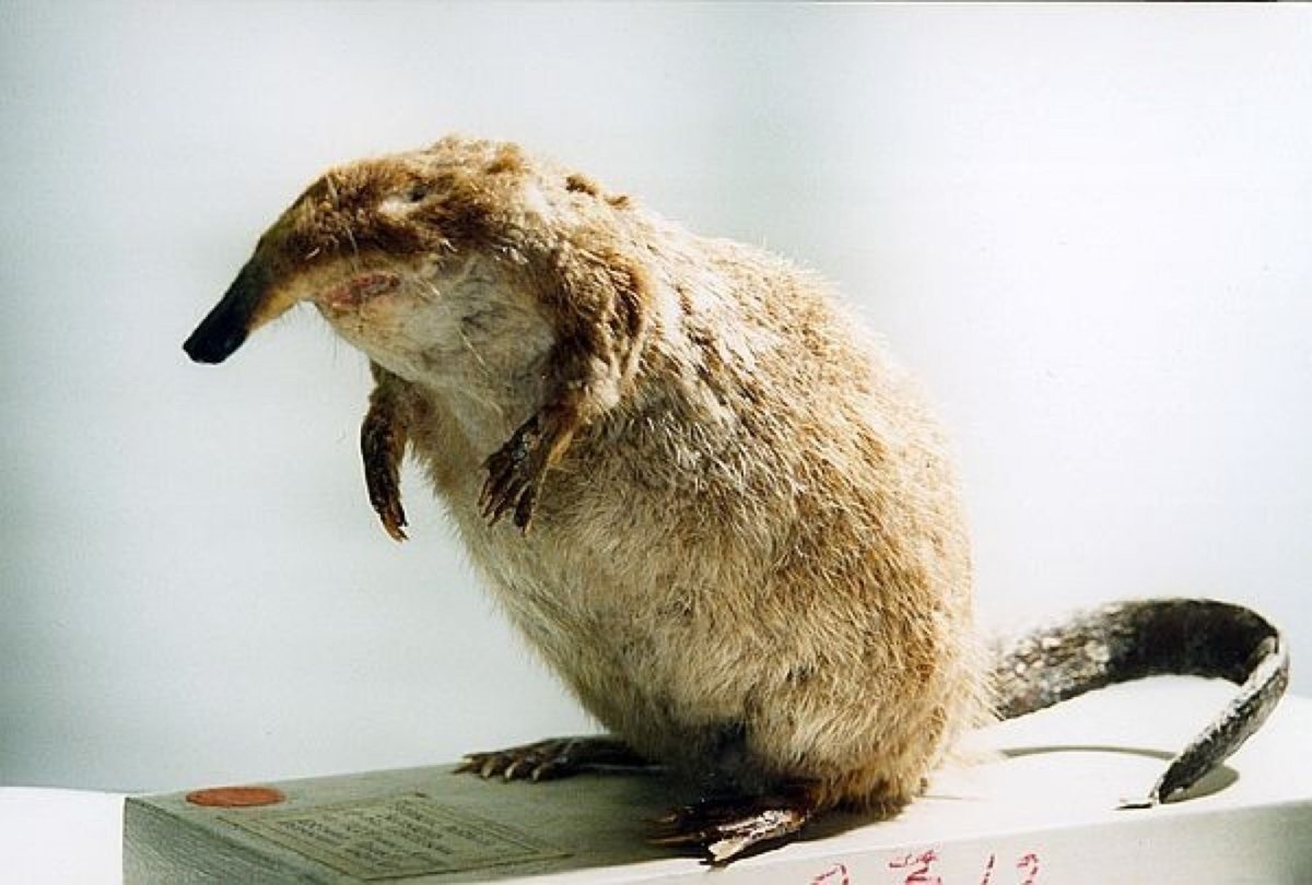 Выхухоль Пушной зверь