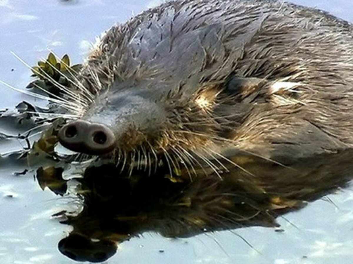 Русская выхухоль