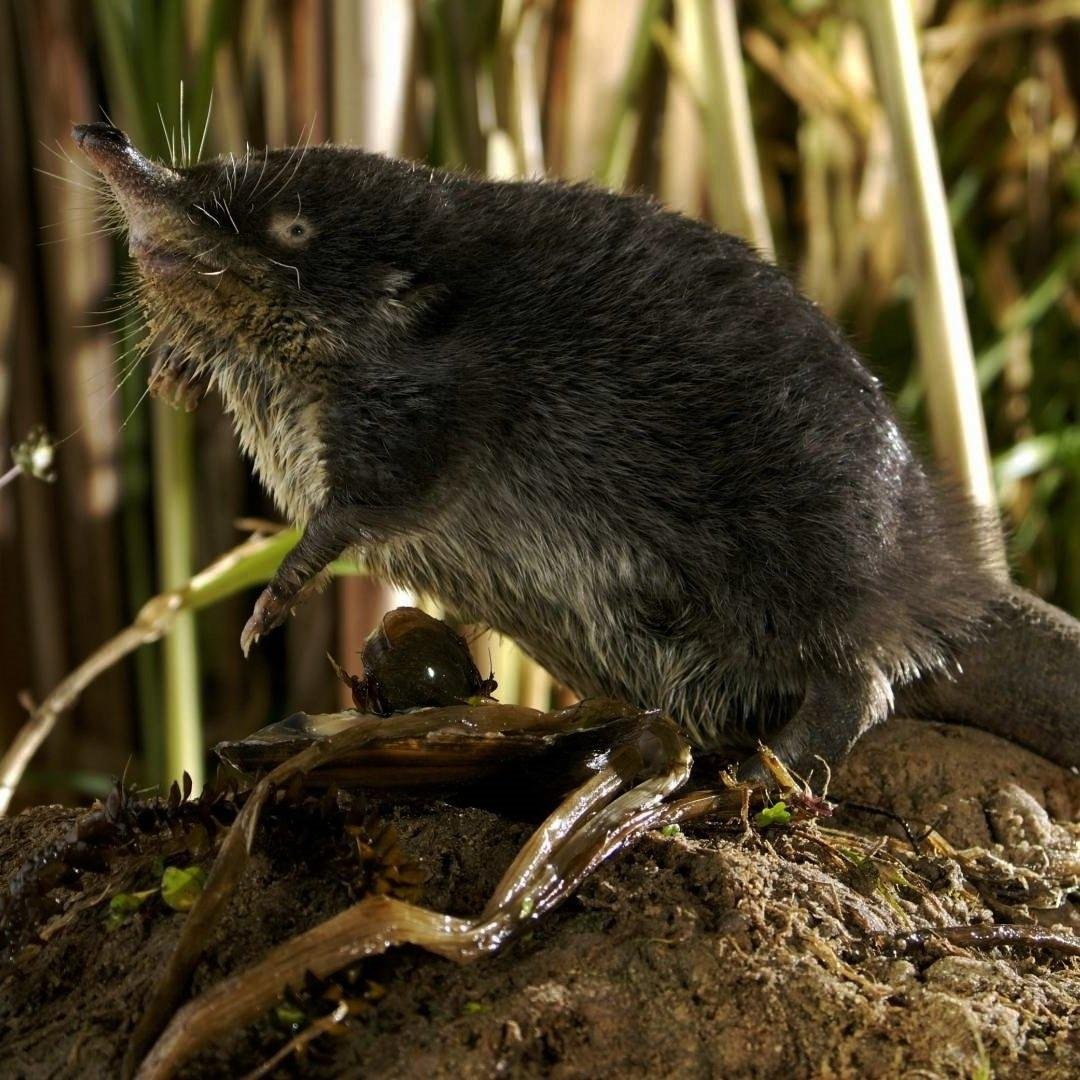 Пиренейская выхухоль