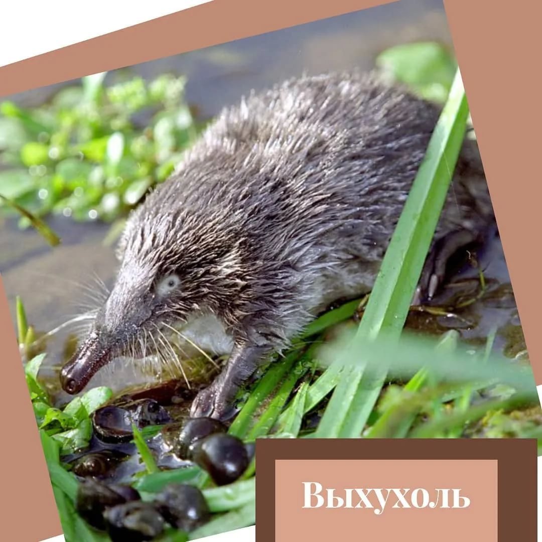 Пиренейская выхухоль